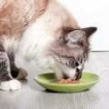 娱乐圈吃瓜猫是谁啊图片,揭秘网络红人的真实身份