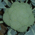 西兰花种植技术,从育苗到收获的实用技巧