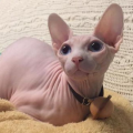 无猫毛价格,昂贵背后的原因与护理要点