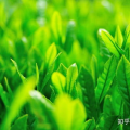 护眼桌面壁纸 高清