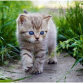 娱乐吃瓜小猫咪微博,揭秘娱乐圈幕后故事